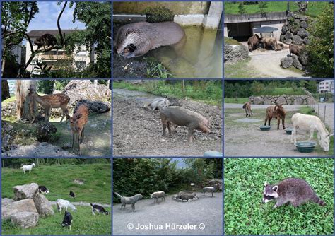 arth goldau tierpark|Arth